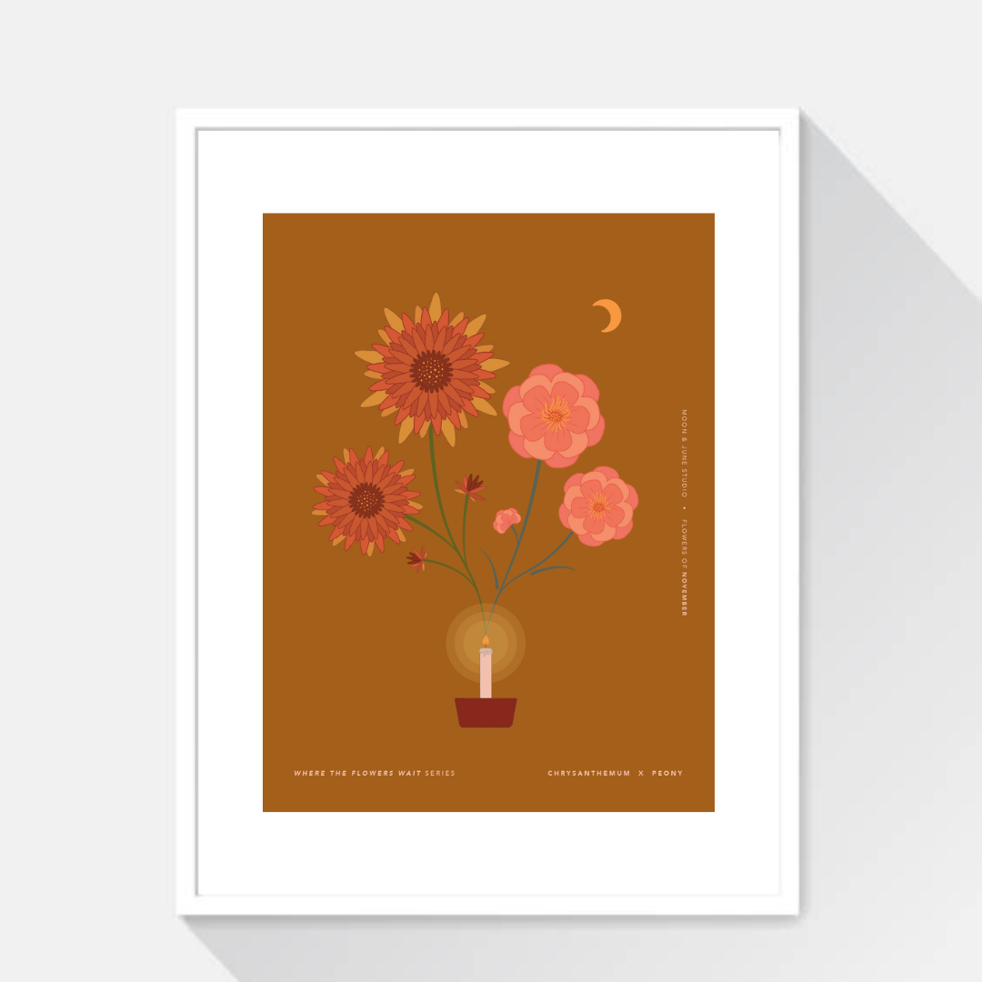 Chrysanthemum x Peony