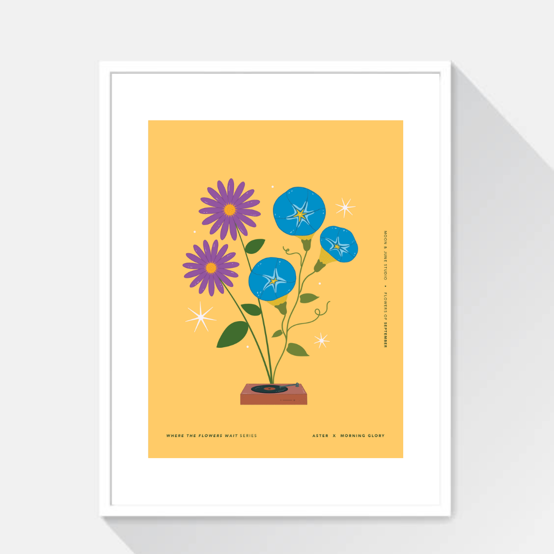 Aster x Morning Glory