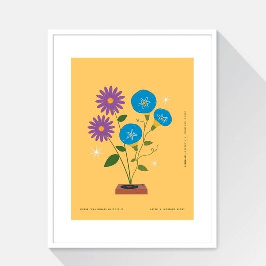 Aster x Morning Glory