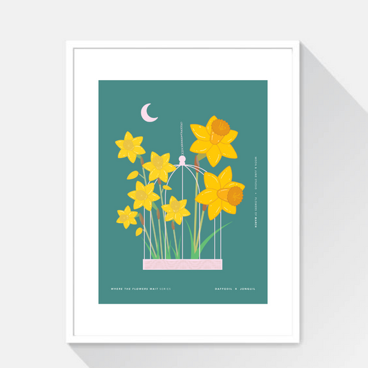 Daffodil x Jonquil