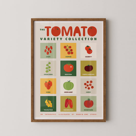 Tomato Varieties Infographic